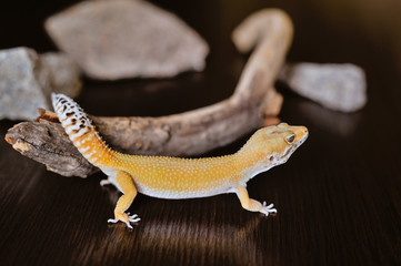 Cute exotic pet reptile gecko Leopard Gecko-eublepharis in selective focus. Artificial lighting.