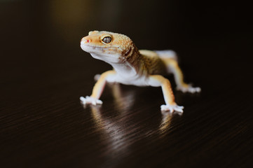 Cute exotic pet reptile gecko Leopard Gecko-eublepharis in selective focus. Artificial lighting.