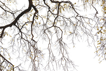 Trees Branches Without Leaves isolated on white background