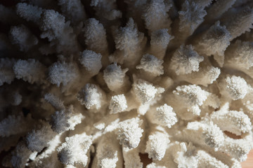 un bel corallo bianco in luce ombra