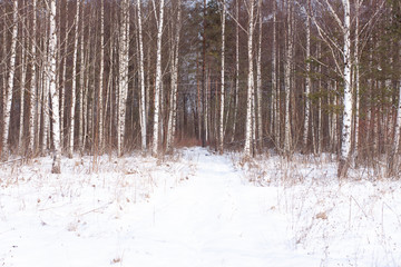 winter birch forest in fresh snow on a Sunny day