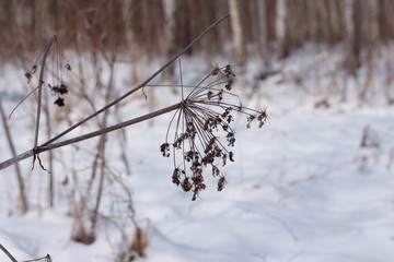 dry grass on the field under the snow