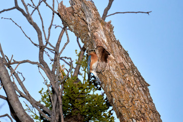 Female Eastern Bluebird (Sialia sialis) clinging to Mesquite Tree in front of nesting hole in Texas