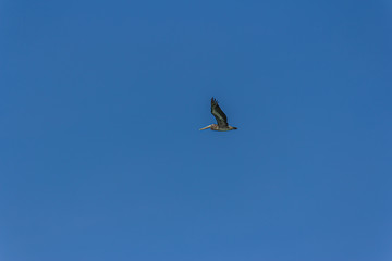 The brown pelican (Pelecanus occidentalis) is a North American bird of the pelican family, Pelecanidae