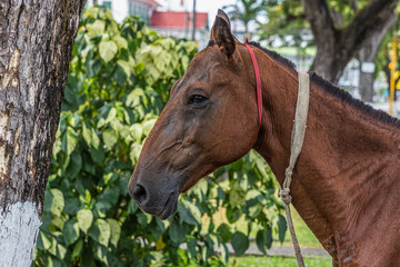 Obraz premium The horse (Equus ferus caballus) is one of two extant subspecies of Equus ferus.