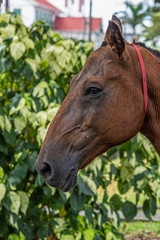 The horse (Equus ferus caballus) is one of two extant subspecies of Equus ferus.