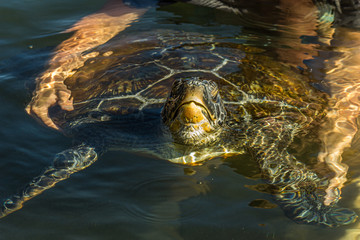 Obraz premium Man holds green sea turtle (Chelonia mydas) by the shell