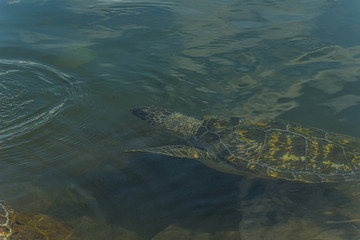 The green sea turtle (Chelonia mydas), also known as the green turtle, black (sea) turtle or Pacific green turtle, is a species of large sea turtle of the family Cheloniidae.
