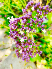 Little Purple Flowers