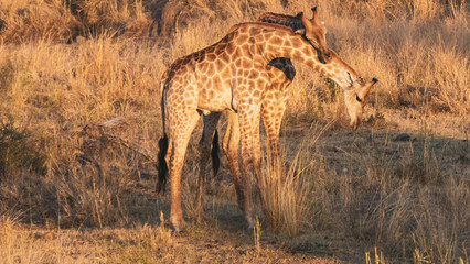 two giraffes in the savannah