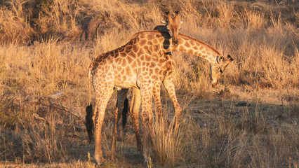 two giraffes in the savannah