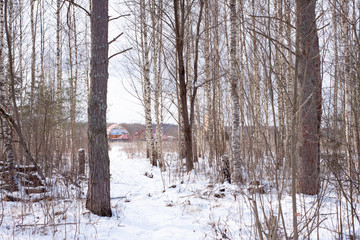 winter birch forest in fresh snow on a Sunny day