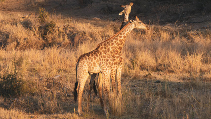 two giraffes in the savannah