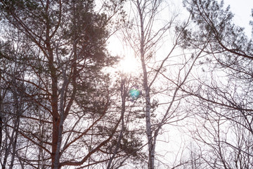 winter birch forest in fresh snow on a Sunny day