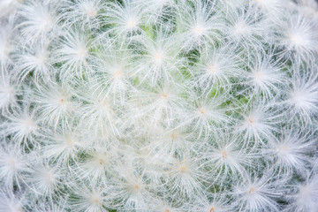 textured of Cactus thorns plant. cactus needle background. 