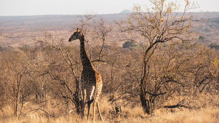 giraffe walking in the savannah