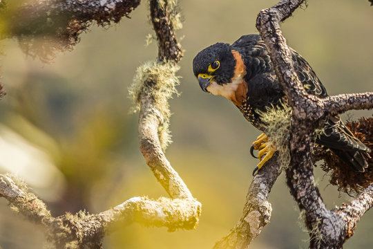 Tiny hawk (Accipiter superciliosus) on top of Roraima (Venezuela)