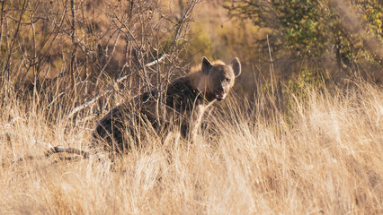 Fototapeta na wymiar hyiena in the savannah