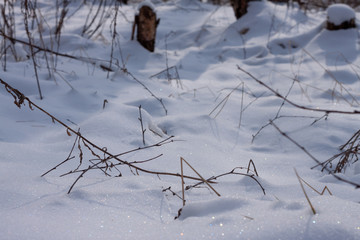 Fototapeta na wymiar dry grass on the field under the snow