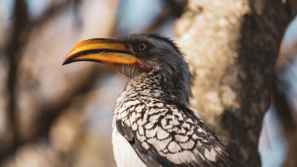 Yellow beak hornbill