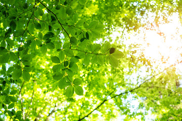 Young green beech leaves on spring twigs. Springtime nature background