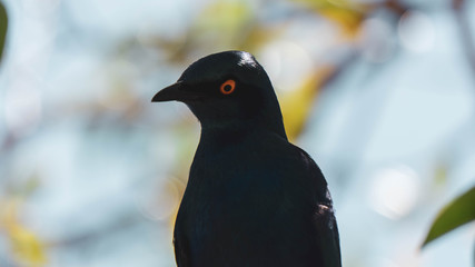 black raven on a branch