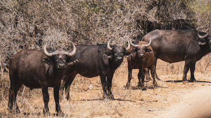 Obraz premium Buffalos in Kruger national park South Africa