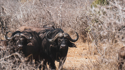 Buffalos in Kruger national park  South Africa