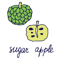 Hand drawn vector isolated food icon. Color fill illustration of tropical fruit sweetsop. Sugar apple icon. Custard apple.