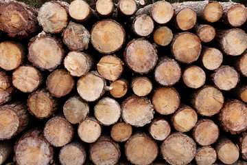 Natural wood sandwood wood slices