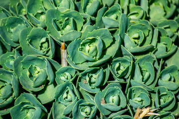 Flower Hare cabbage, succulent. Plants for decorating alpine slides closeup.