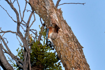 Female Eastern Bluebird (Sialia sialis) clinging to Mesquite Tree in front of nesting hole in Texas