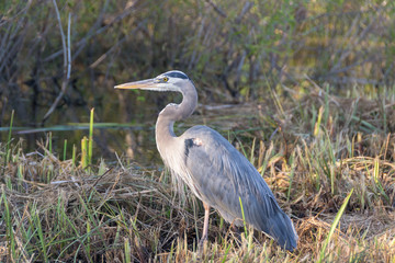 great blue heron looking for a fish