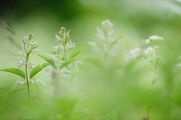 Stinging nettle (Urtica dioica) in the field. Selective focus and shallow depth of field.