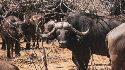 Obraz premium Buffalos in Kruger national park South Africa