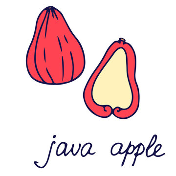 Hand drawn vector isolated food icon. Color fill illustration of tropical jamrul fruit. Java apple icon. Thai apple.