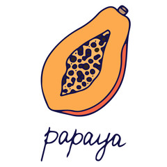 Hand drawn vector isolated food icon. Color fill illustration of tropical fruit. Papaya icon. 