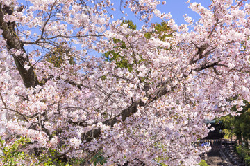 仙台の東照宮神社と桜
