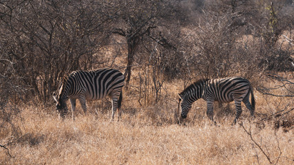 Obraz premium zebras in the savannah