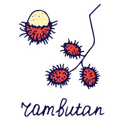 Fototapeta na wymiar Hand drawn vector isolated food icon. Color fill illustration of tropical fruit. Rambutan icon. 