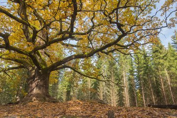 Obraz premium Old oak in forest in Lohja, Finland 