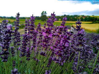 Lawenda © Grzegorz
