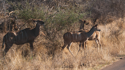 Naklejka na ściany i meble kudus in Kruger national park South Africa