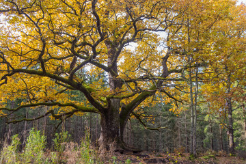 Naklejka premium Old oak in forest in Lohja, Finland 