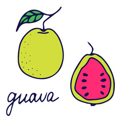 Hand drawn vector isolated food icon. Color fill illustration of exotic tropical fruit. Gauva icon. 