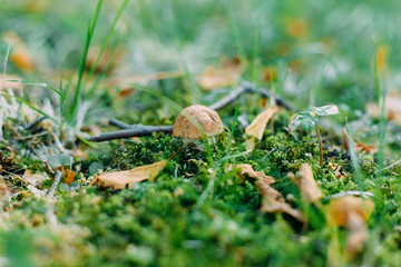 Mushroom boletus. Fall 2019. Boletus on a green moss carpet. In the woods.
