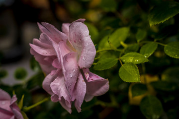 Obraz premium Friedhof