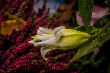 Obraz premium Friedhof