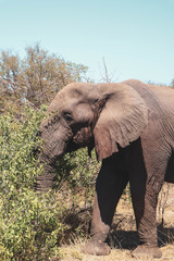 elephants in the wild