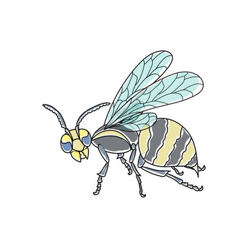 Wasp. Colored, painted, black outlined. Vector nature illustration.
